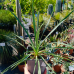 Yucca Rostrata (Juka) ‘FRENCH FLAG’® - kont. C1,5L, výška 10-15 cm (-20°C) Yucca Rostrata (Juka) ‘FRENCH FLAG’® - kont. C1,5L, výška 10-15 cm (-20°C)